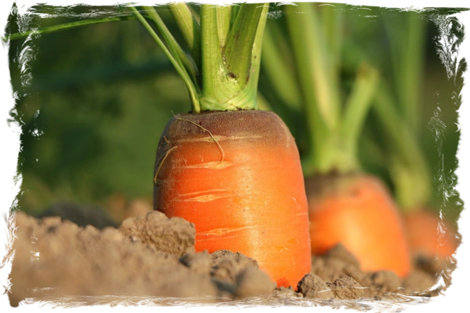 Carrot Vegetable Carrot