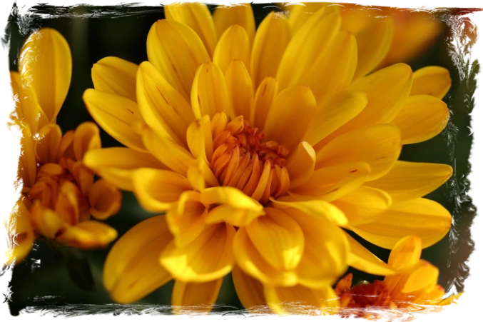 Chrysanthemum Flower Chrysanthemum