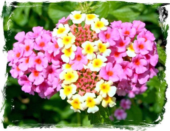 Lantana Flower Lantana
