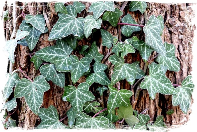 Hedera - English Ivy Hedera - English Ivy