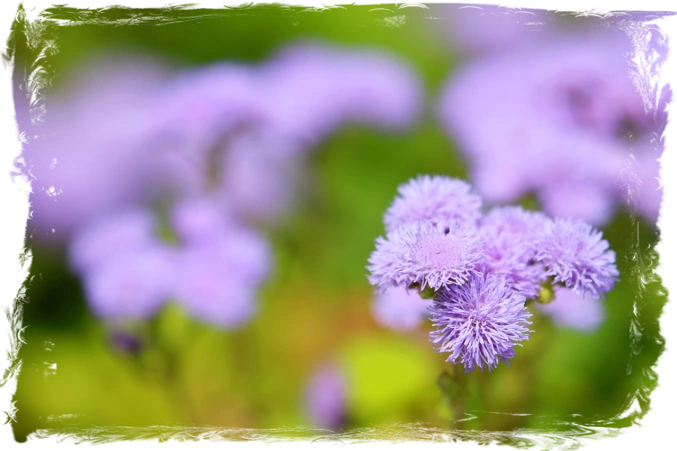 Ageratum Flower Ageratum