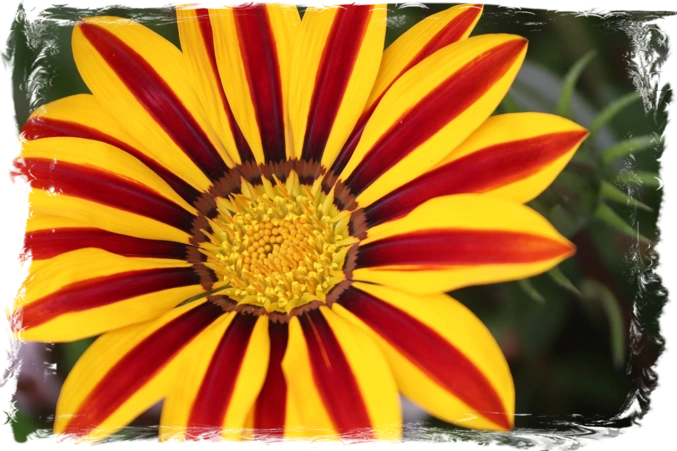 Gazania Flower Gazania