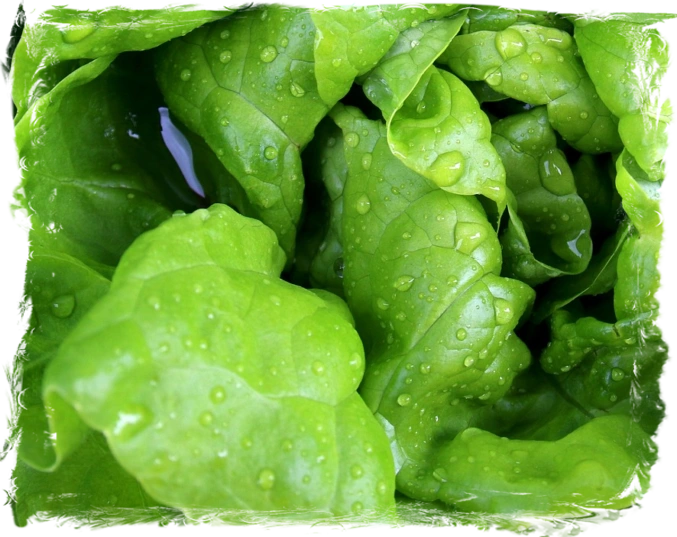 Lettuce Lettuce