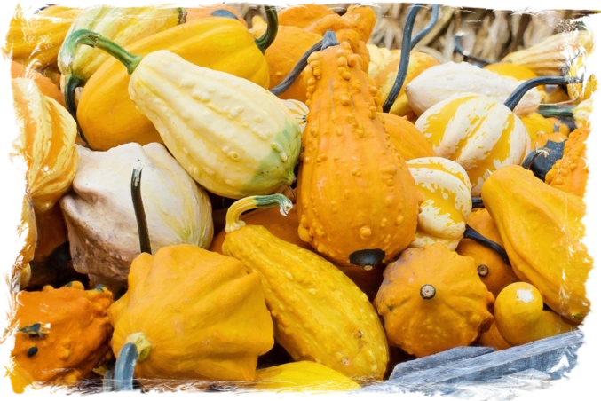 Squash Squash