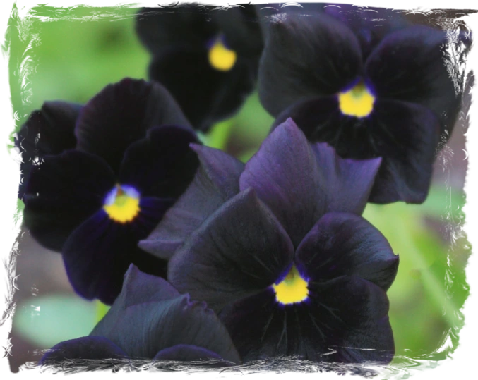 Viola 'Bowles Black' Flower Viola 'Bowles Black'